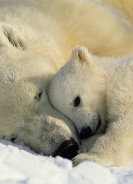 Scenics Edi 1 fototapet 1-605 Scenics Edi 1 fototapet 1-605