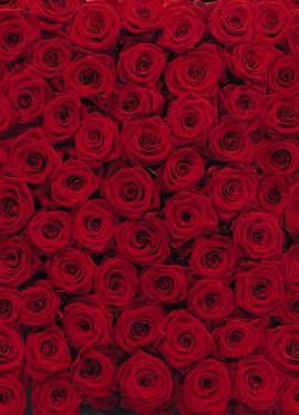 Imagine Edi 2  fototapet 4-077 Imagine Edi 2  fototapet 4-077