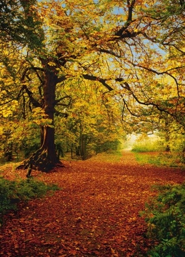 Vol 15 fototapet 8-068 Vol 15 fototapet 8-068