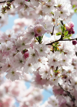 Imagine Edi 3  fototapet 8-507 Imagine Edi 3  fototapet 8-507