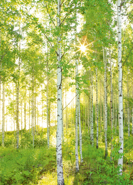 Vol 15 fototapet 8-519 Vol 15 fototapet 8-519