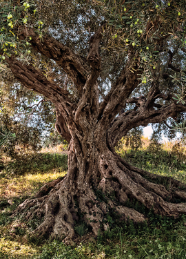 Vol 15 fototapet 8-531 Vol 15 fototapet 8-531