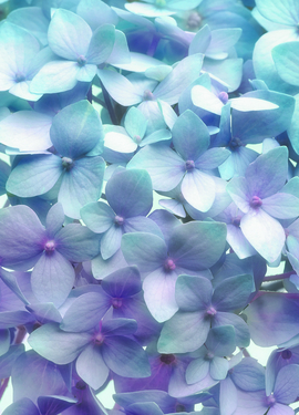 Imagine Edi 2  fototapet 8-961 Imagine Edi 2  fototapet 8-961