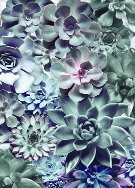 Imagine Edi 3 fototapet 8-962 Imagine Edi 3 fototapet 8-962