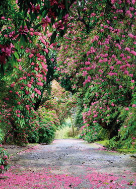 Vol 15 fototapet 8-985 Vol 15 fototapet 8-985