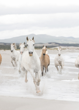 Vol 15 fototapet 8-986 Vol 15 fototapet 8-986