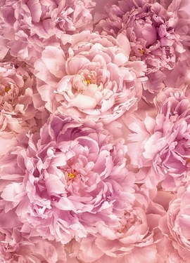 Imagine Edi 3  fototapet XXL2-009 Imagine Edi 3  fototapet XXL2-009