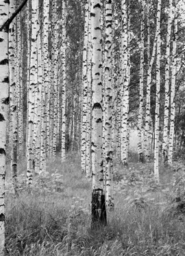 I Illusions 2 fototapet XXL4-023 I Illusions 2 fototapet XXL4-023