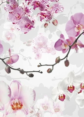 Imagine Edi 3  fototapet XXL4-032 Imagine Edi 3  fototapet XXL4-032