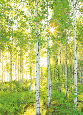 I Illusions 2 fototapet XXL4-519 I Illusions 2 fototapet XXL4-519