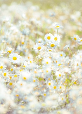 Imagine Edi 3  fototapet 8-994 Imagine Edi 3  fototapet 8-994