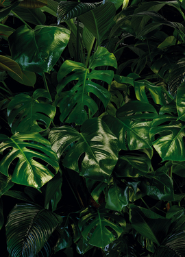 Pure  fototapet P333-VD4 Pure  fototapet P333-VD4