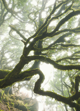 Pure fototapet PSH092-VD4 Pure fototapet PSH092-VD4